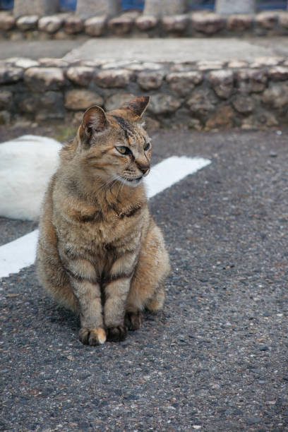 istock A cute stray cat relaxing in the parking lot 1496402296