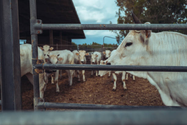 istock Agricultural activity in Italy: cattle organic farming 1496402322