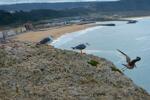 picture of seagulls on a cliff