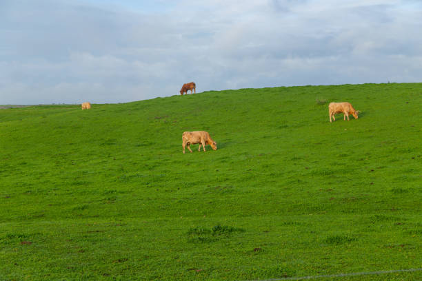 istock Cattle in a meadow near Caceres 1496402520
