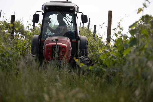 Agricultural activity in Italy: weeding the vineyard