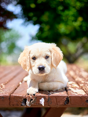 Golden retriever puppy lying on table posing quietely