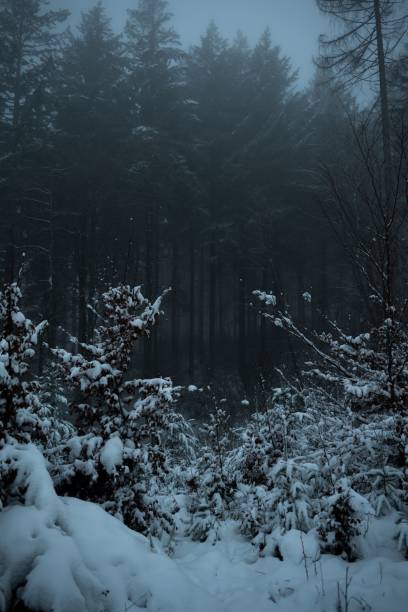 Scenic view of a dense winter forest at night, illuminated by moonlight