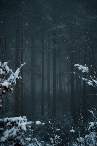 A tranquil wintery scene in a forest, with snow blanketing the ground and trees