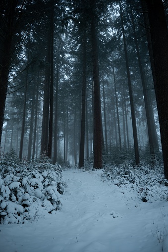 A scenic view of a wooded area on a foggy winter day, with snow-covered trees