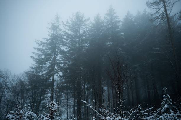 istock Picturesque winter landscape featuring a snowy forest with evergreens 1496405197