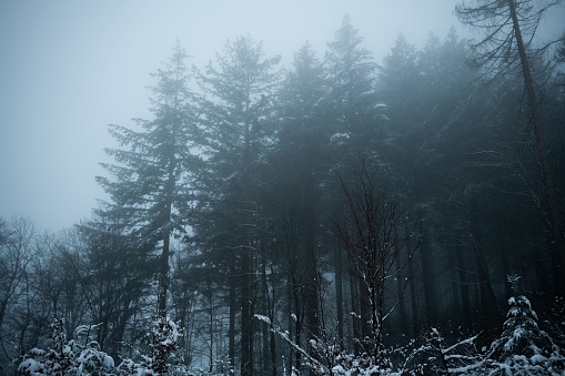A picturesque winter landscape featuring a snowy forest with evergreens