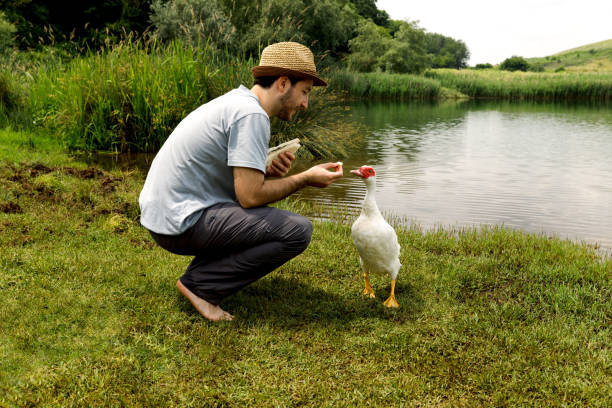 istock A young man feeds a wild goose at a picnic 1496406317