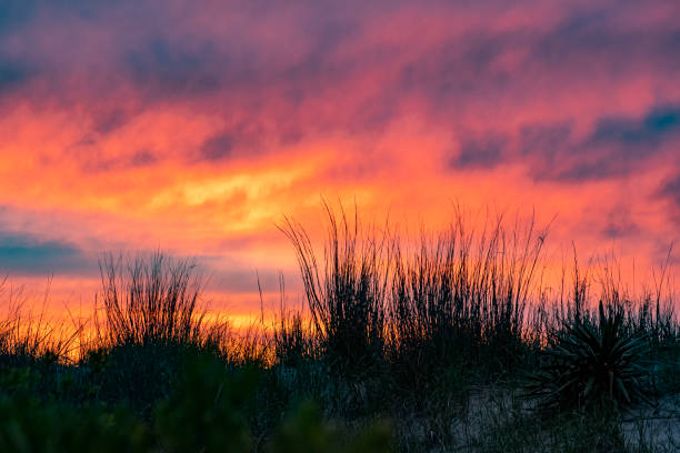 Sunrise over the beach grasses on a sand dune – Ocean City, Maryland A colorful sunrise over the American beachgrass on the sand dune in Ocean City, Maryland eastern shore sand sand dune beach stock pictures, royalty-free photos & images