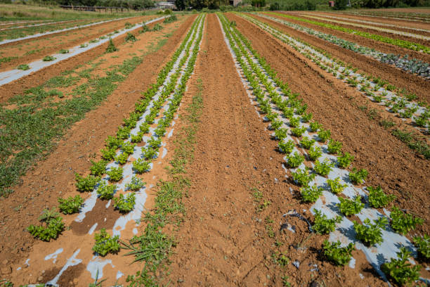 Agriculture in Italy: organic farming vegetable garden