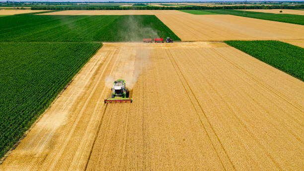 istock Aerial view on combine, harvester machine, harvest ripe cereal 1496407171