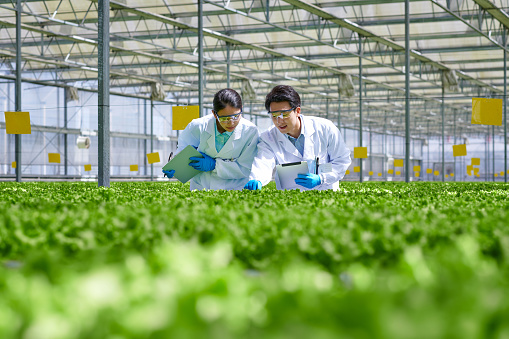 Low angle view of two asia researcher discussing at modern hydroponics greenhouse.