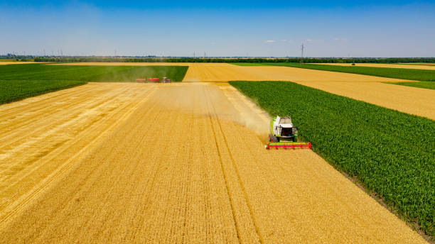 istock Aerial view on combine, harvester machine, harvest ripe cereal 1496407343
