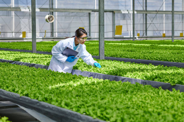 seitenansicht einer asiatischen forscherin, die die pflanze im hydroponik-gewächshaus untersucht - agriculture greenhouse research science stock-fotos und bilder