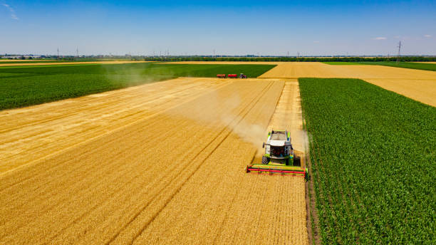 istock Aerial view on combine, harvester machine, harvest ripe cereal 1496407436