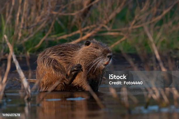 Coipo Myocastor Coypus La Pampa Province Patagonia Argentina Stock Photo - Download Image Now