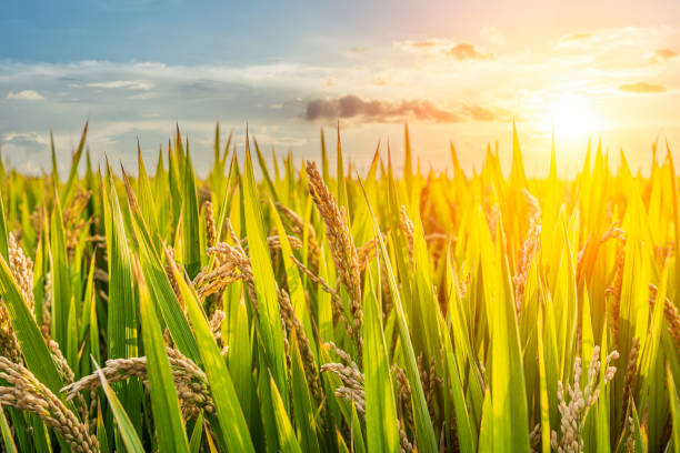 istock Rice in the farmland at sunrise 1496407695