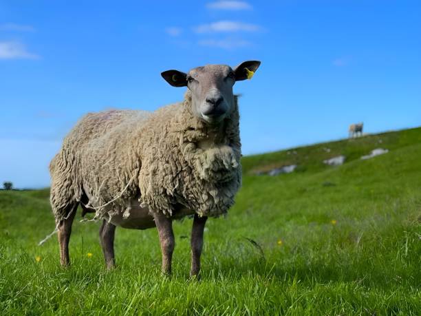 istock Sheep Grazing In Field 1496408622