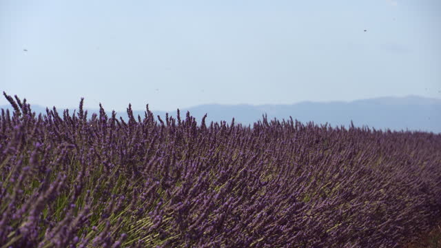 Lavender field in Plateau de Valensole, Alpes Cote d'Azur Provence, France