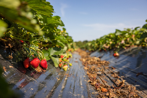 Farmer's hands picking organic strawberries