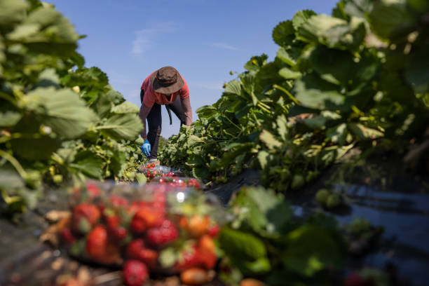 Agricultural activity in Italy: strawberry picking up stock photo