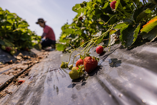 Agricultural activity in Italy and organic farming: strawberry picking up