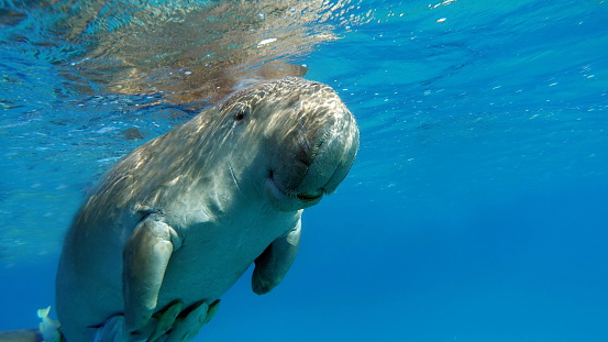 The West Indian manatee (Trichechus manatus) or \