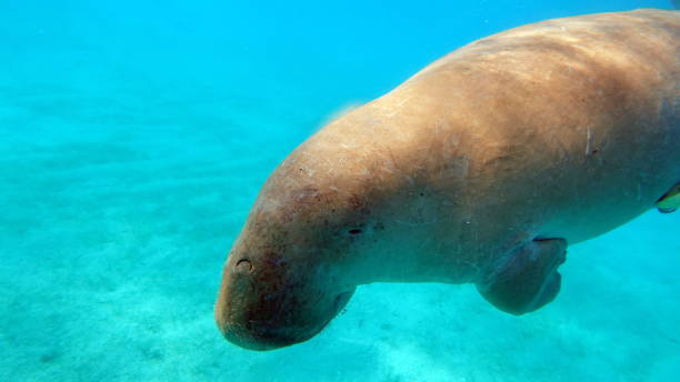 istock Dugongo. Sea Cow in Marsa Alam. 1496409733
