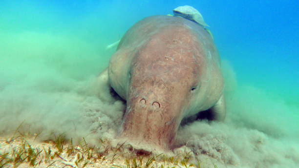 istock Dugongo. Sea Cow in Marsa Alam. 1496409744