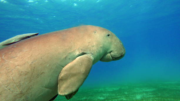 istock Dugong (dugong dugon) or seacow in the Red Sea. 1496409790