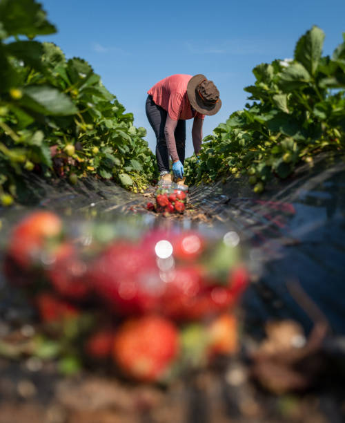 Agricultural activity in Italy and organic farming: strawberry picking up