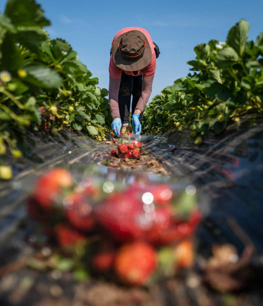 Child picking strawberries. Kids pick fresh fruit on organic strawberry farm. Children gardening and harvesting. Toddler kid eating ripe healthy berry. Outdoor family summer fun in the country.