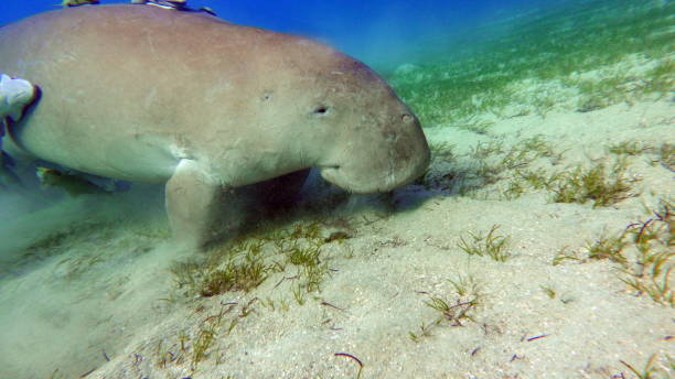 istock Dugong (dugong dugon) or seacow in the Red Sea. 1496409819