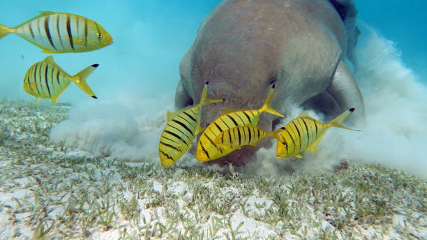 istock Dugong (dugong dugon) or seacow in the Red Sea. 1496410530