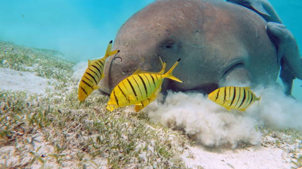 istock Dugong (dugong dugon) or seacow in the Red Sea. 1496410531
