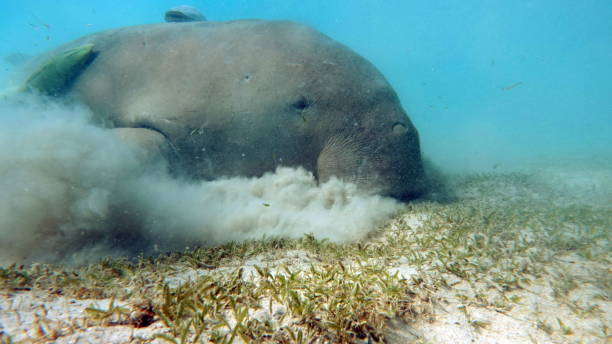 istock Dugongo. Sea Cow in Marsa Alam. 1496410535
