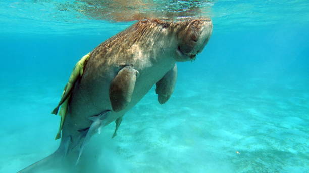 istock Dugongo. Sea Cow in Marsa Alam. 1496410586