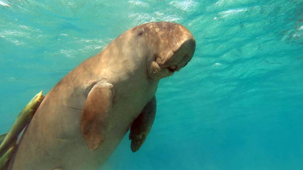 istock Dugong (dugong dugon) or seacow in the Red Sea. 1496410587