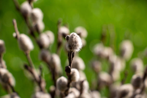 catkin bouquet macro photo with blurred background