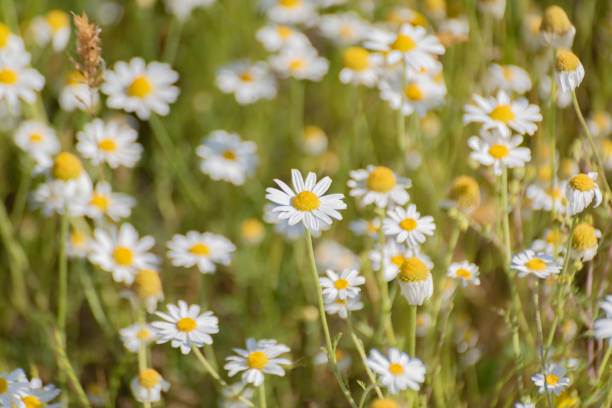 istock Pharmacy chamomile Tripleurospermum blooms in the Carpathians 1496411369