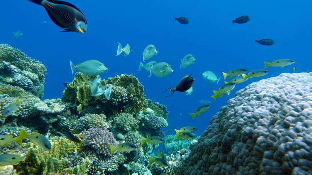 istock Lion Fish in the Red Sea. 1496411405