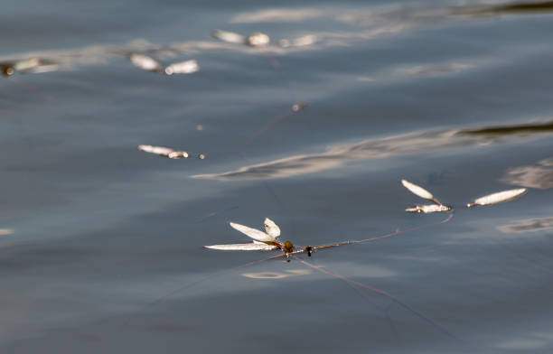 istock Sprouted willow branches on the surface of the lake 1496411473