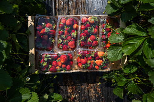 Agricultural activity in Italy and organic farming: strawberry picking up