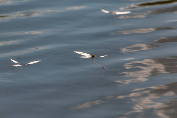 istock Sprouted willow branches on the surface of the lake 1496411599