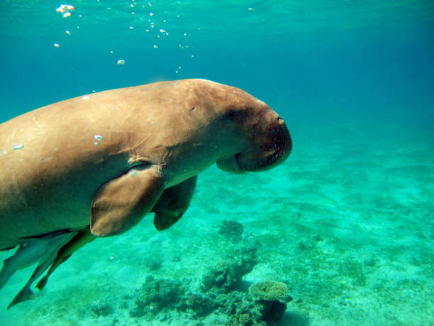 istock Dugong (dugong dugon) or seacow in the Red Sea. 1496411745