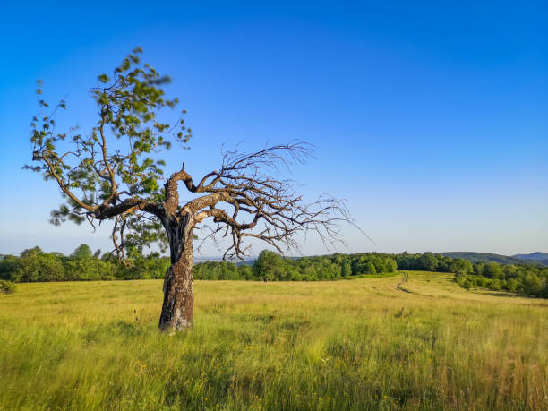 Summer landscape in the mountains with an old tree