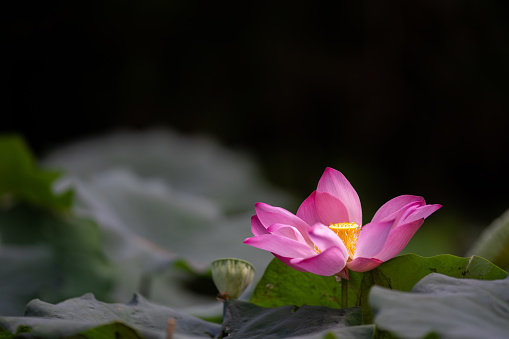 lotus water lily is a type of nymphaea which often found in tropical climate.