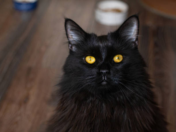black cat looks at the camera - friday the 13th imagens e fotografias de stock