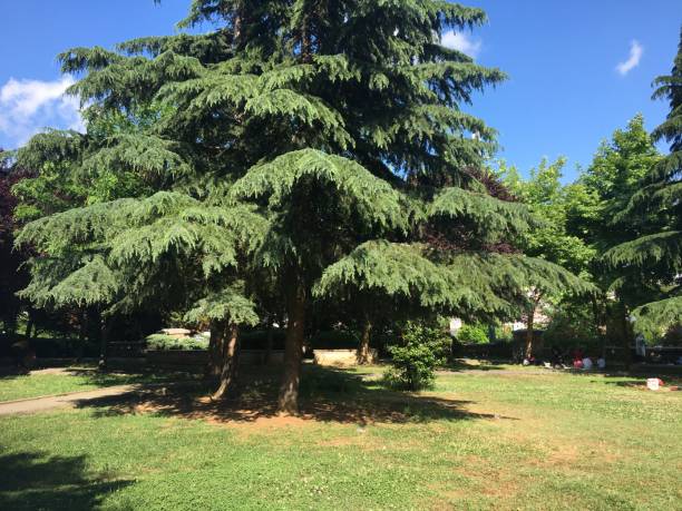 istock woodland beautiful nature field big trees 1496413382
