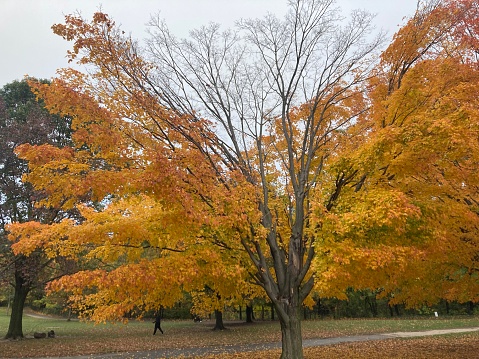 Autumnal park scene. trees with vibrant yellow and orange leaves, grass covered with dry foliage